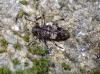 Leiopus sp.
